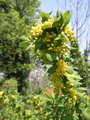 زرشک خوراکی